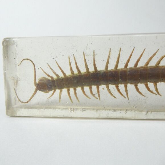 Centipede in Clear Resin Real Bug Display Insect Specimen 5.5" - Picture 2 of 9